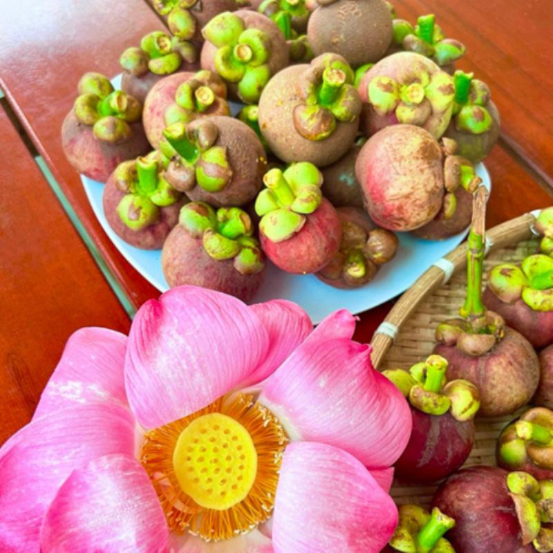 Những trái măng cụt chín mọng với vỏ màu tím sẫm, sẵn sàng thưởng thức tại vườn Bến Tre